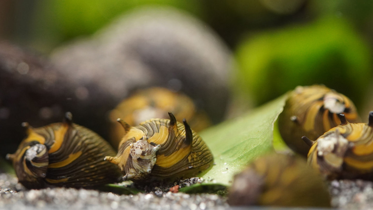mehrere geweihschnecken (clithon sun) beim fressen im aquarium
