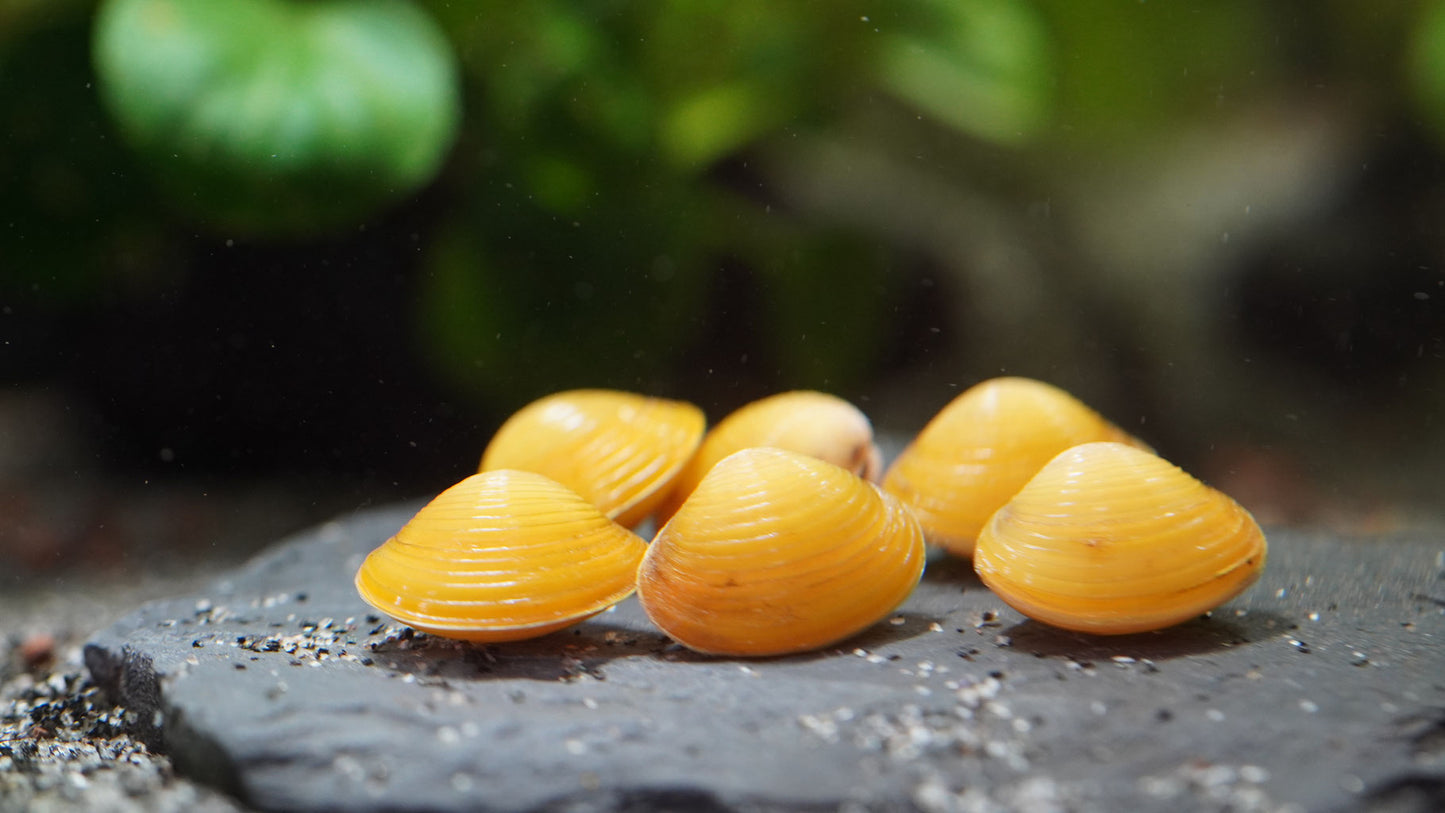 goldene Körbchenmuscheln im aquarium in Nahaufnahme
