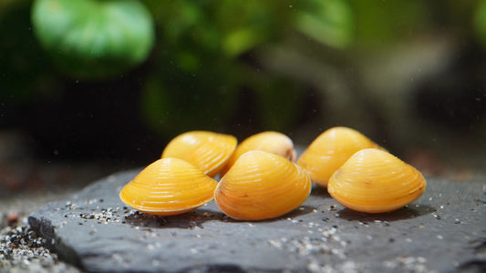 goldene Körbchenmuscheln im aquarium in Nahaufnahme