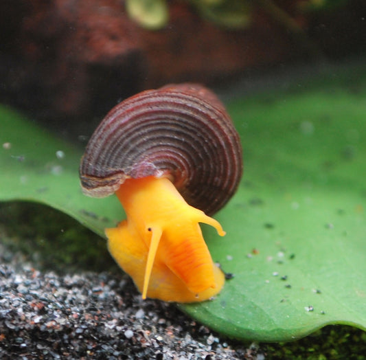 Tylomelania Orange Felsenschnecke