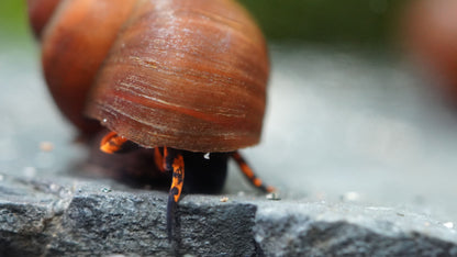 Blue Berry Snail (Notopala sp.)