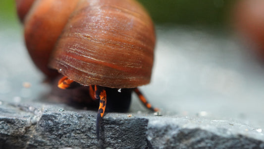 Blue Berry Snail (Notopala sp.)