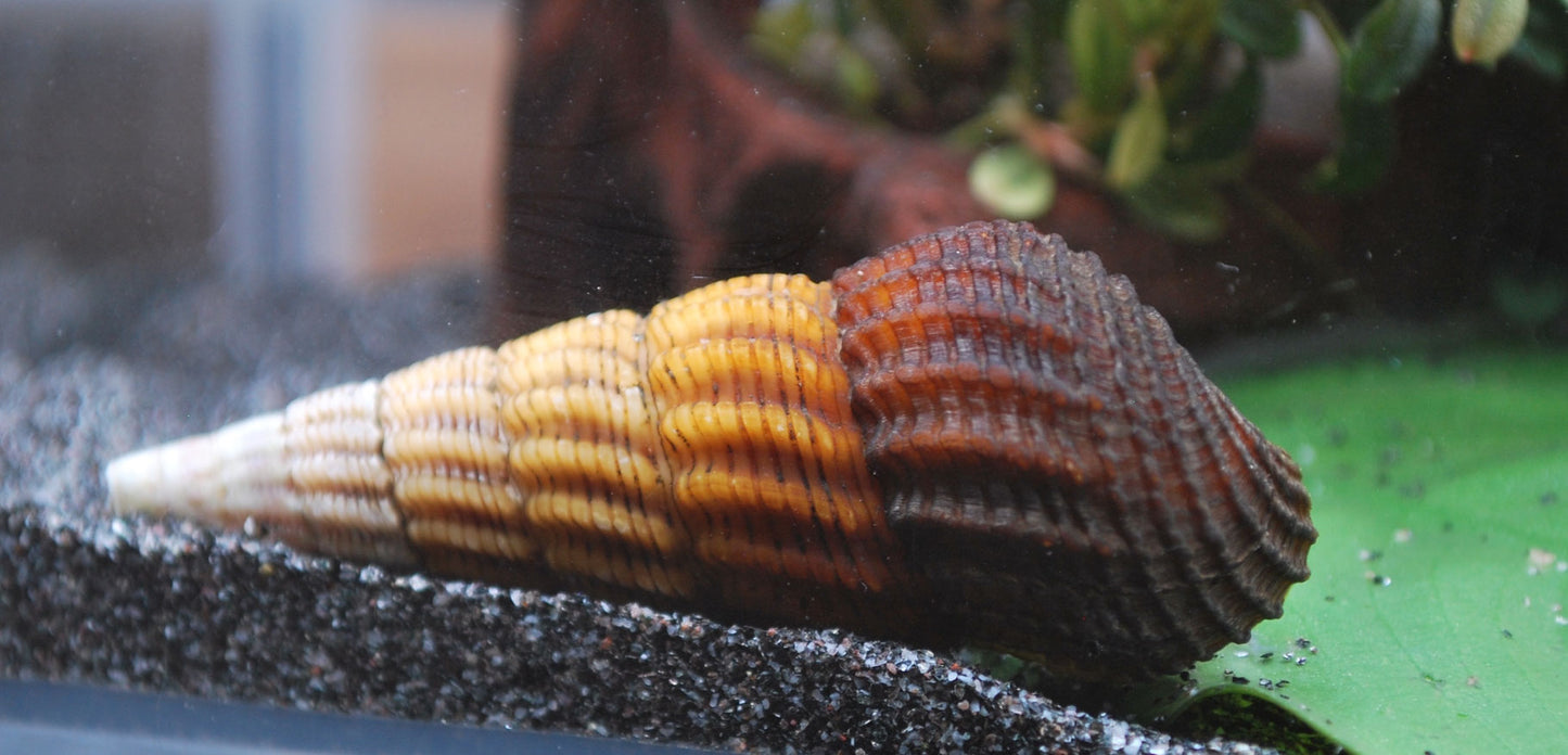 Tylomelania GoldenesPerlhuhn Parriachalis
