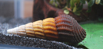 Tylomelania GoldenesPerlhuhn Parriachalis