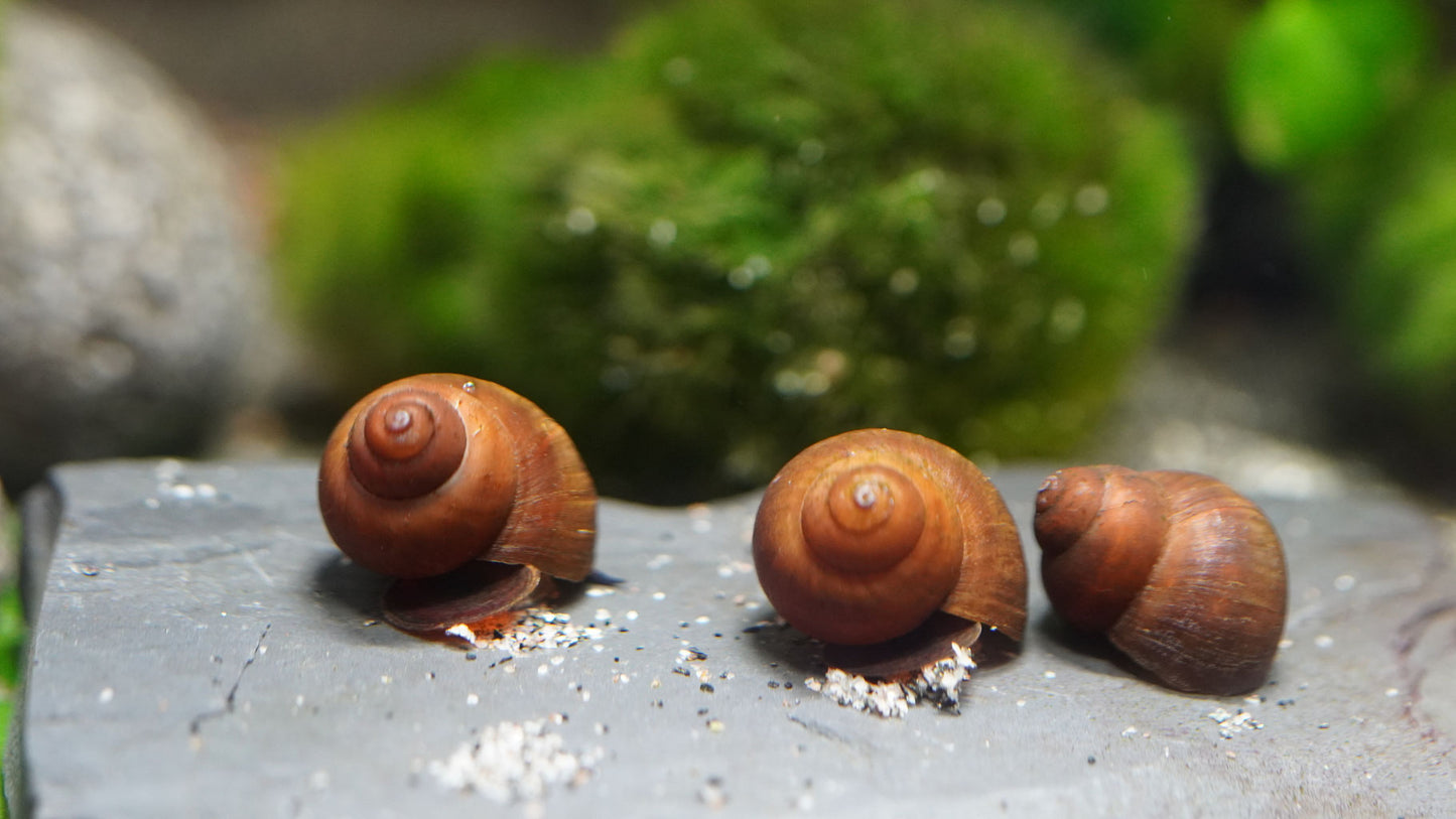 Blue Berry Snail (Notopala sp.)