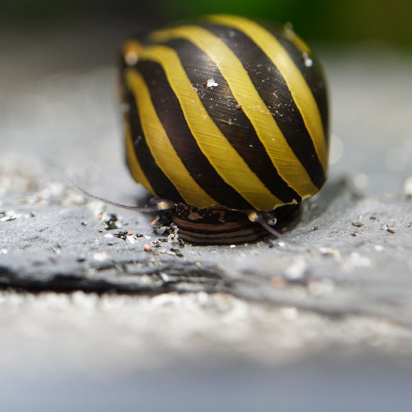 Wasserschnecke (Neritina) Zebrarennschnecke in schwarz gelb im Aquarium auf dunklen Bodengrund