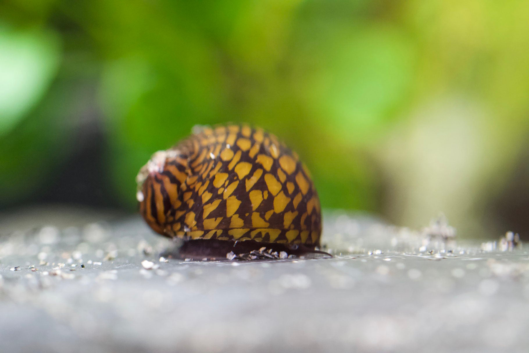 Wasserschnecke Tiger Rennschnecke (Neritina) im aquarium gelbe Schnecke mit schwarzen Muster