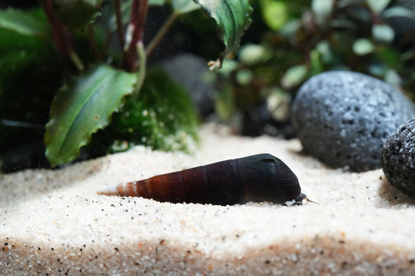 Cappuccino Schnecke - Faunus Ater