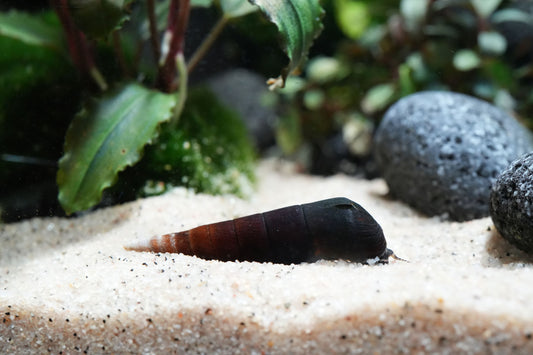 Cappuccino Schnecke - Faunus Ater