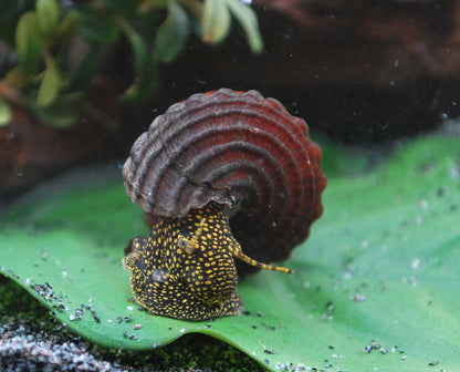 Tylomelania GoldenesPerlhuhn Parriachalis