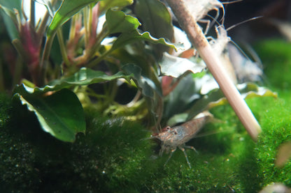 Amanogarnele Größe M (caridina multidentata)
