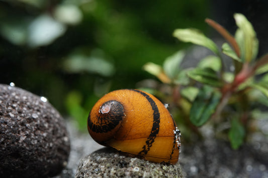 O-Ring Rennschnecke (Neritina Neritina SP)
