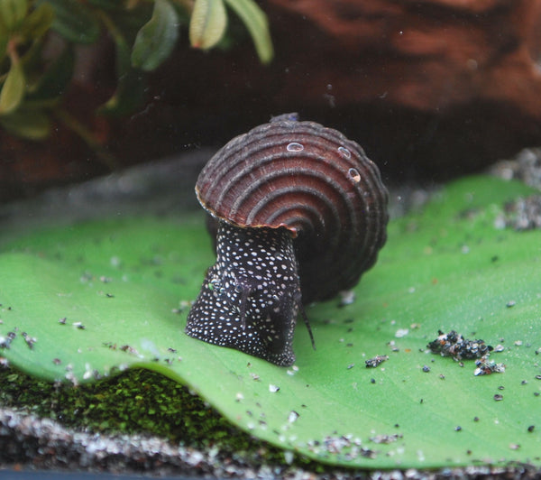 Wasserschnecke Tylomelania  white spotted mit vielen weißen Punkten auf einem grünen Blatt im Aqquarium