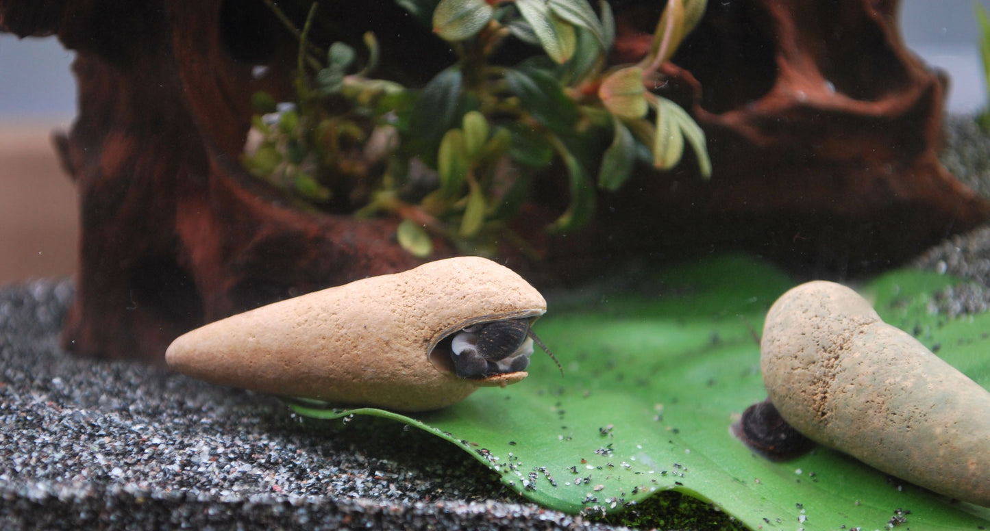 Tylomelania Perfecta (Donnerkeil)