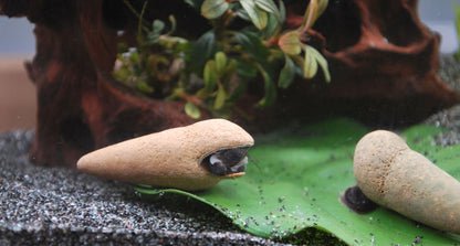 Tylomelania Perfecta (Donnerkeil)