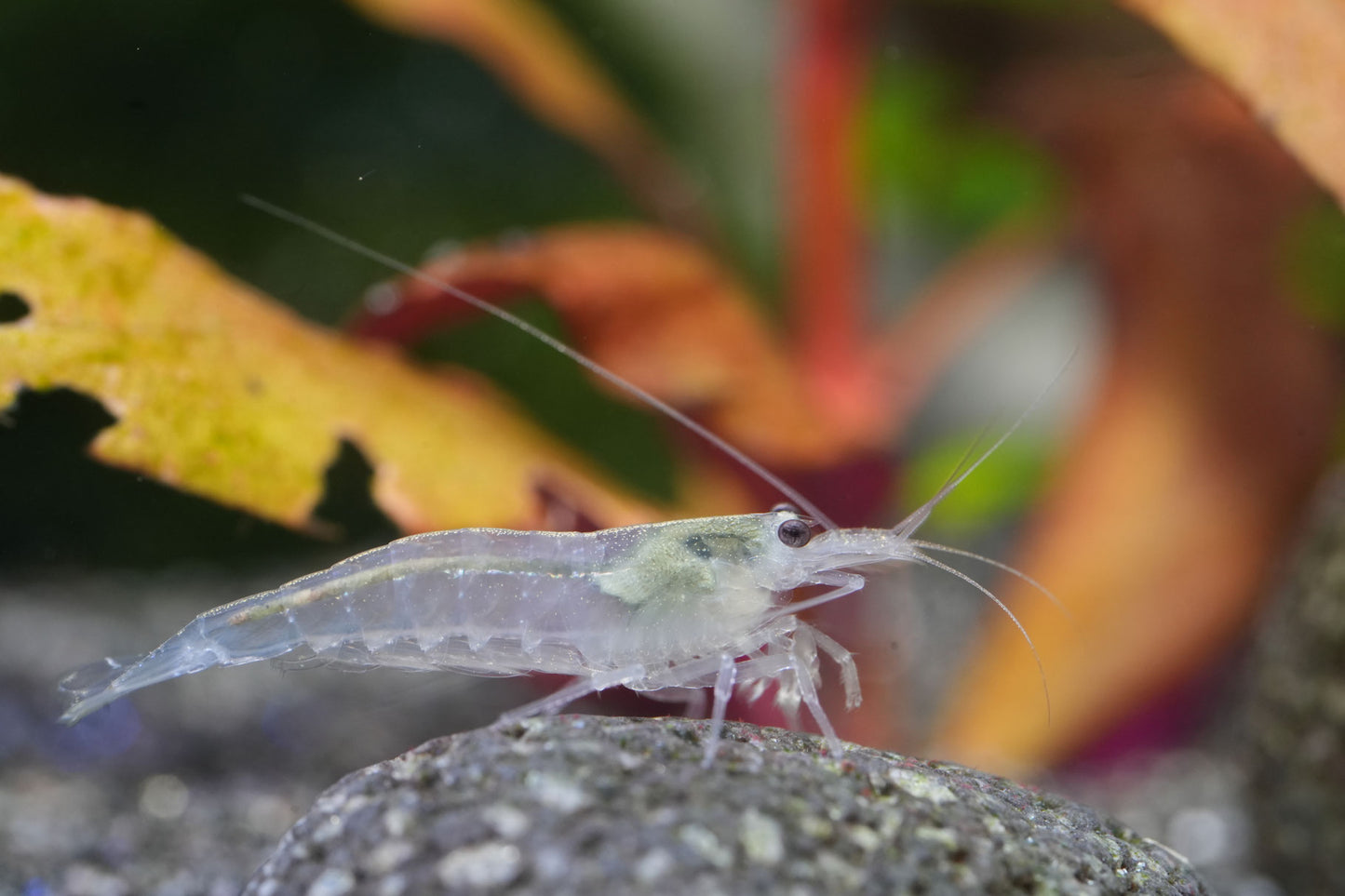 Weiße Amanogarnele Größe M  (Caridina multidentata