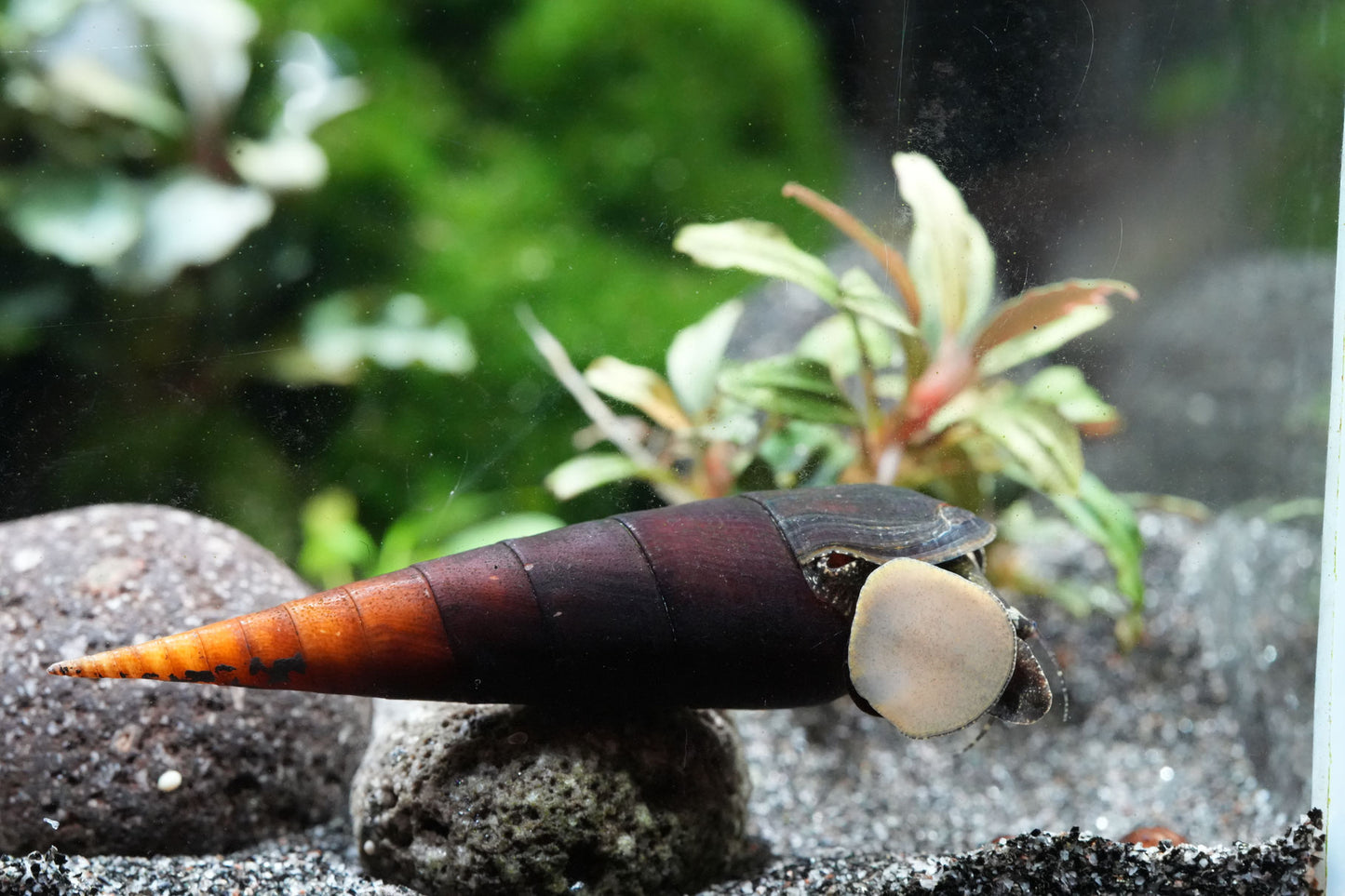 Cappuccino Schnecke - Faunus Ater