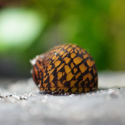 Tiger Rennschnecke (Neritina SP)