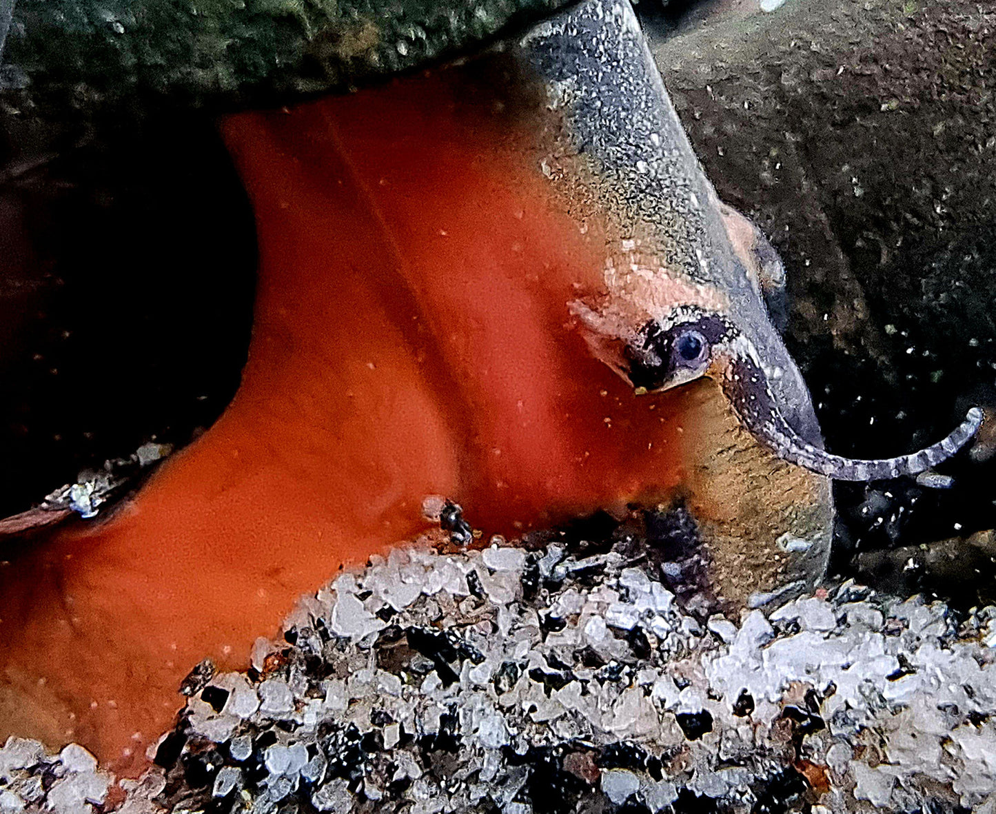 Lavaschnecke - Faunus Ater