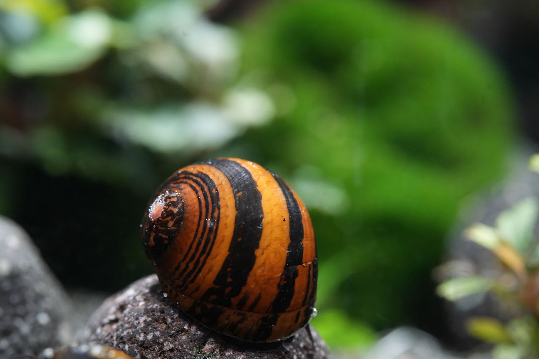 Wasserschnecke Rennschnecken (Neritina)  gelbe Rennschnecke mit schwarzen Ringmuster auf Lavastein im Aquarium