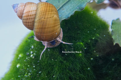 Filopaludina sp. Orange - goldene Sumpfdeckelschnecke