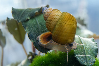 Filopaludina sp. Orange - goldene Sumpfdeckelschnecke
