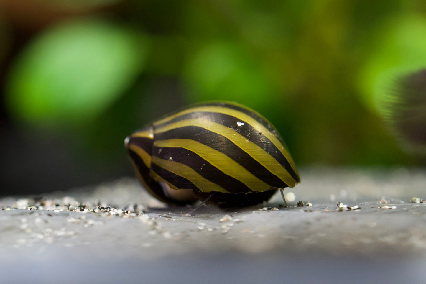 Zebra Rennschnecke Neritina turrita