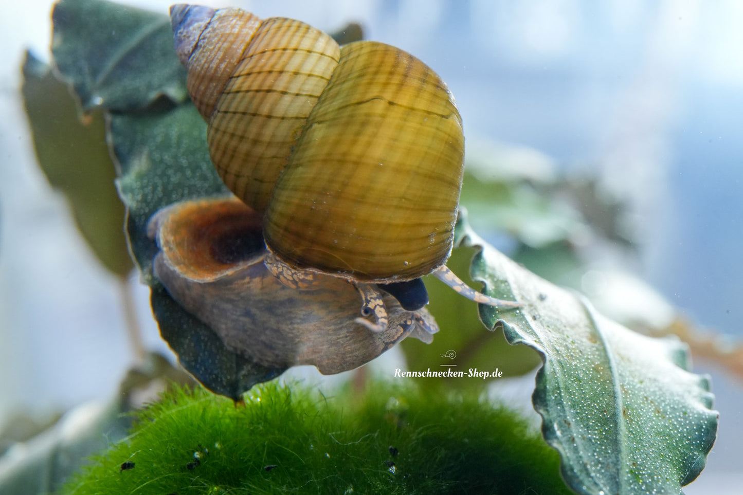 Filopaludina sp. Orange - goldene Sumpfdeckelschnecke
