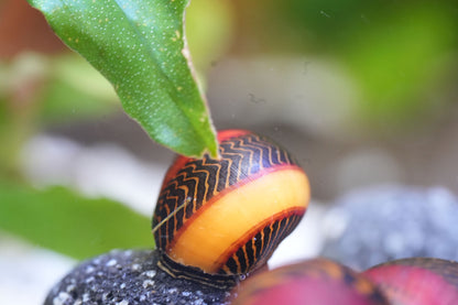 Rote Rennschnecke (Neritina Fitting waigiensis)
