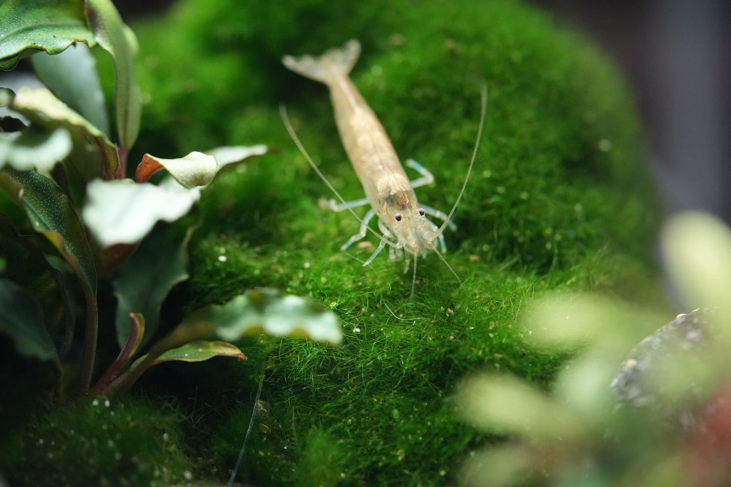 Amanogarnele Größe S (caridina multidentata)