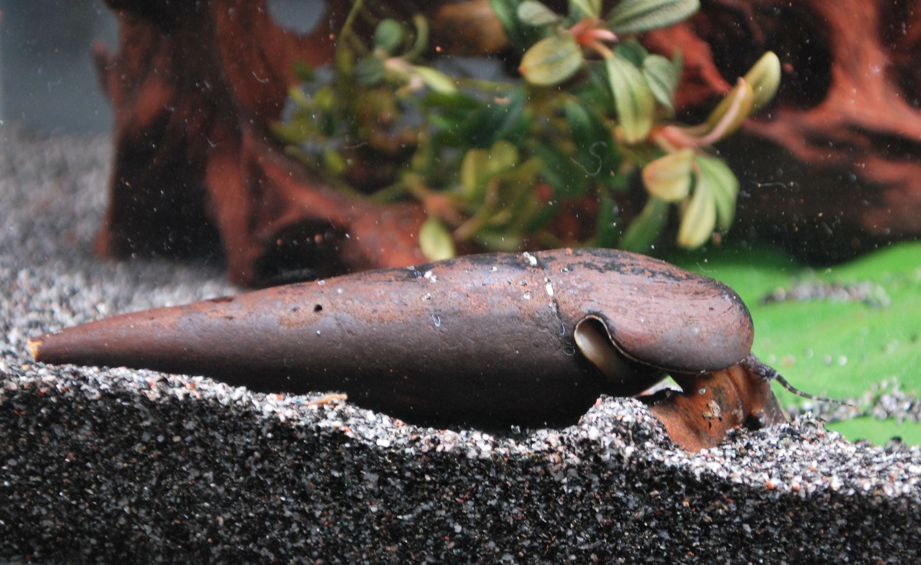 Lavaschnecke - Faunus Ater