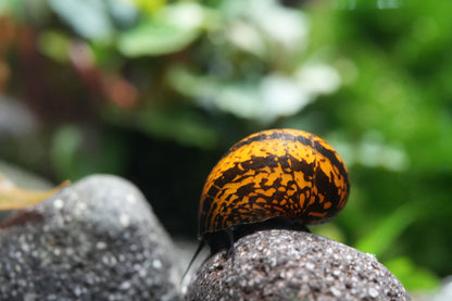 O-Ring Rennschnecke (Neritina Neritina SP)