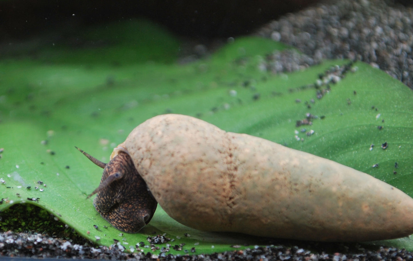 Tylomelania Perfecta (Donnerkeil)