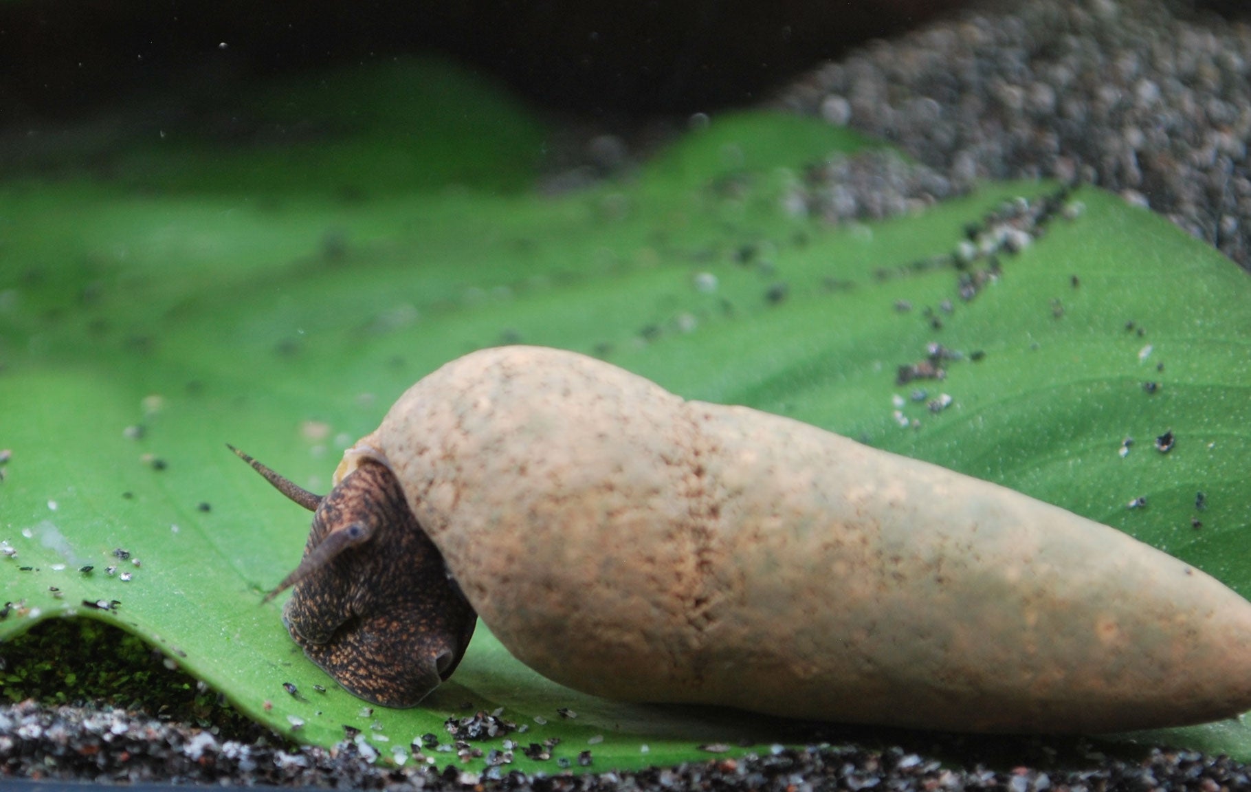Tylomelania Perfecta (Donnerkeil)