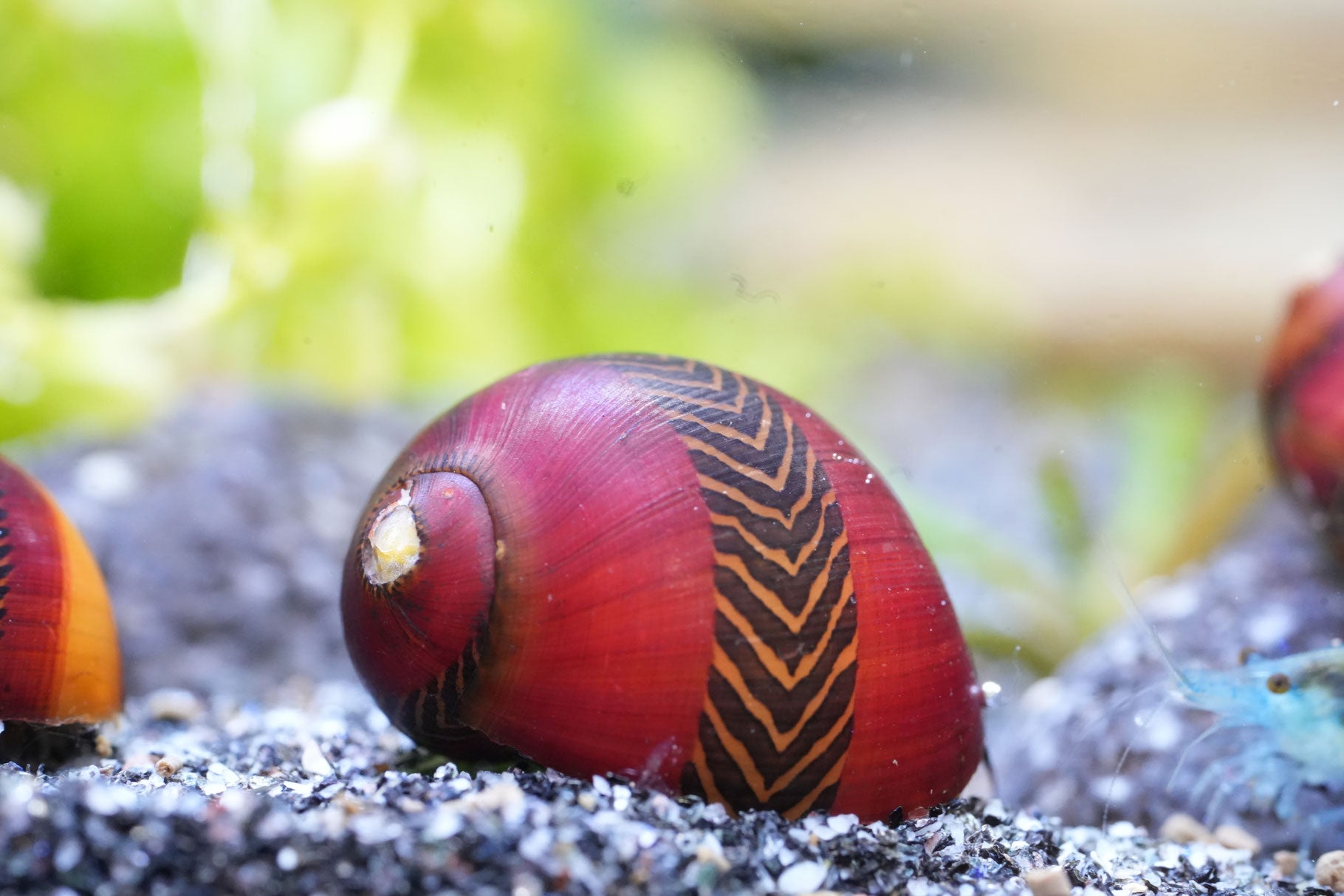 Rote Rennschnecke (Neritina) mit schwarzen Muster im Aquarium