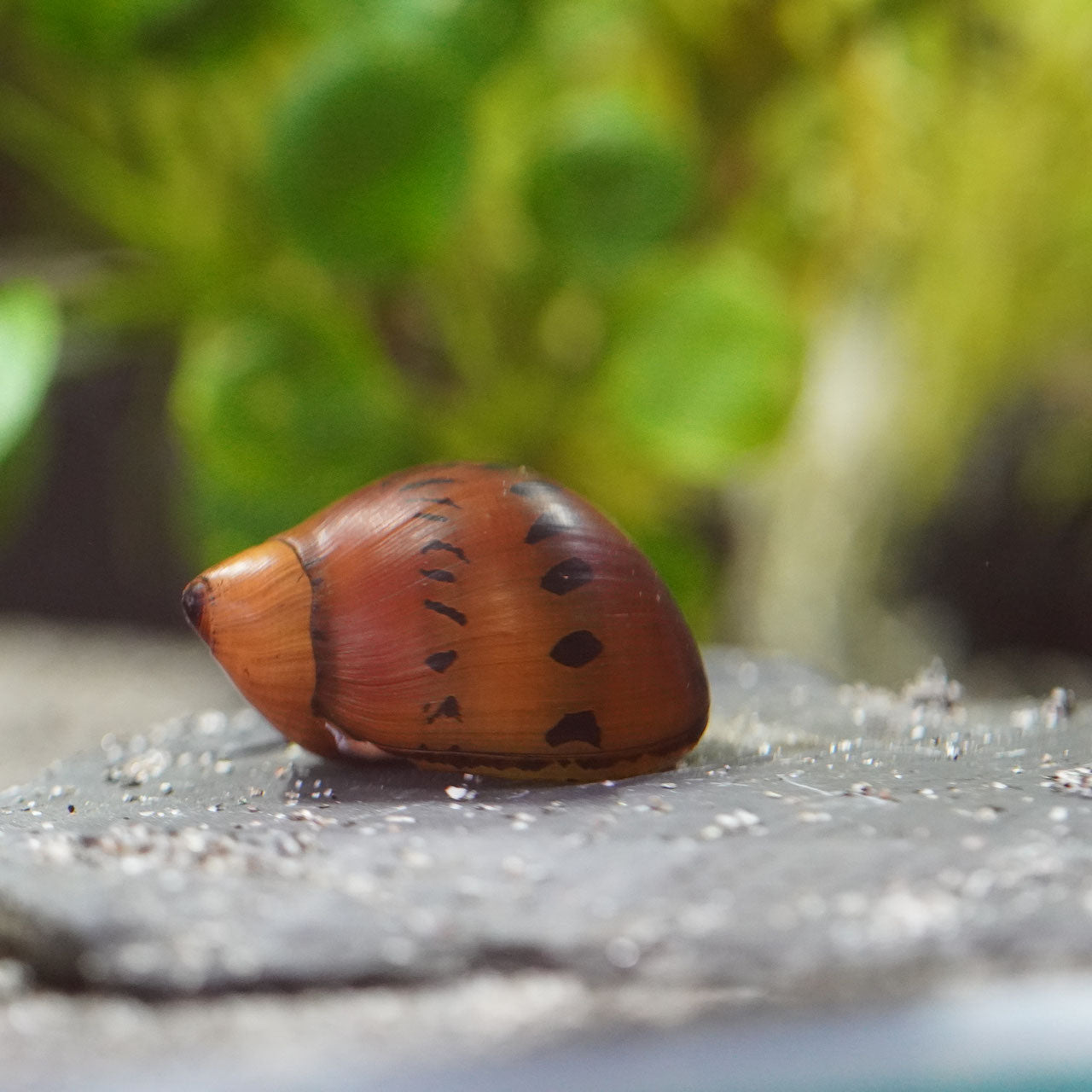 Orange track Rennschnecke (Neritina Vittina  semiconica)