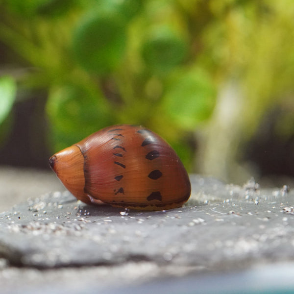 Orange track Rennschnecke (Neritina Vittina  semiconica)