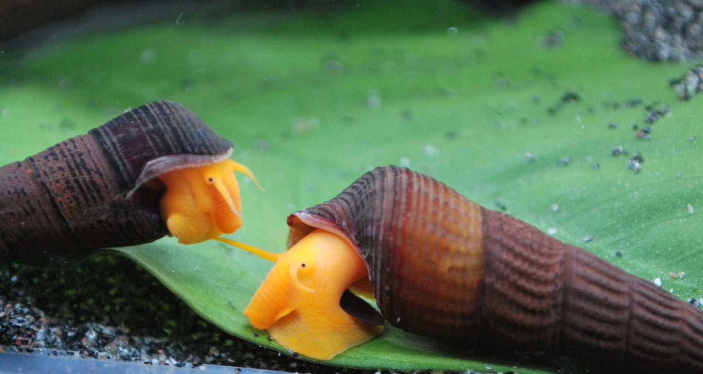 Tylomelania Orange Felsenschnecke