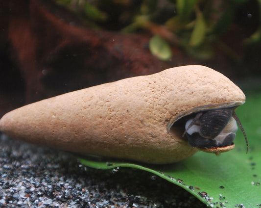 Tylomelania Perfecta (Donnerkeil)