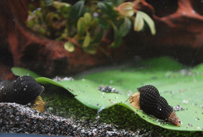 Tylomelania Mini Spec.