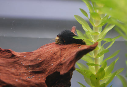 Tylomelania Mini Spec.