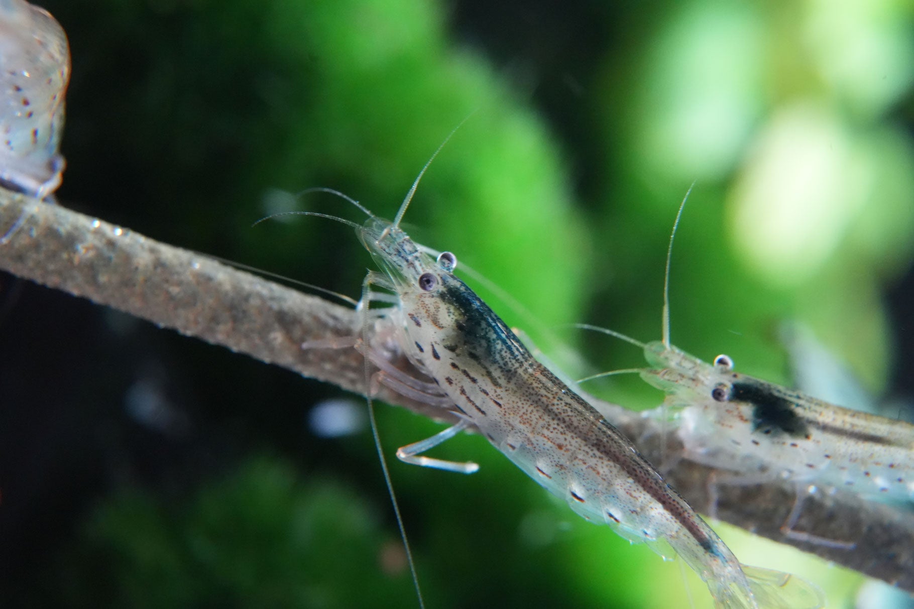Amanogarnele Größe M (caridina multidentata)