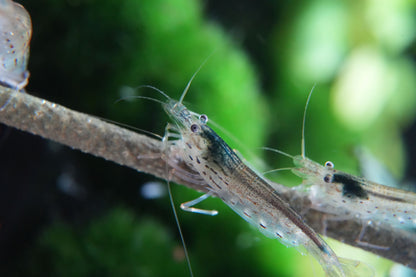 Amanogarnele Größe M (caridina multidentata)