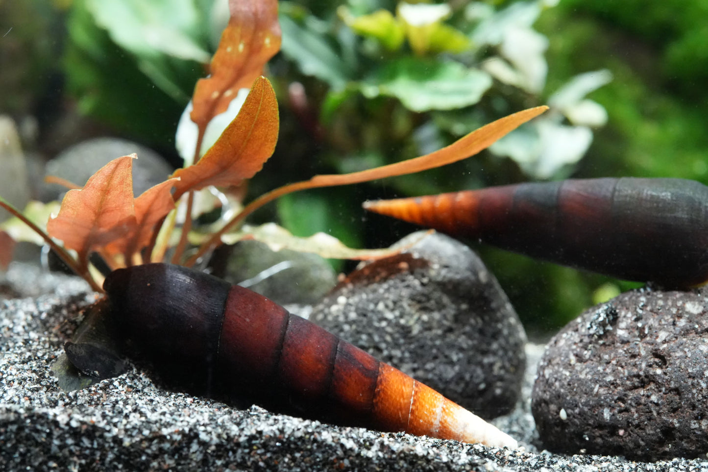 Cappuccino Schnecke - Faunus Ater