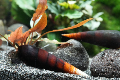 Cappuccino Schnecke - Faunus Ater