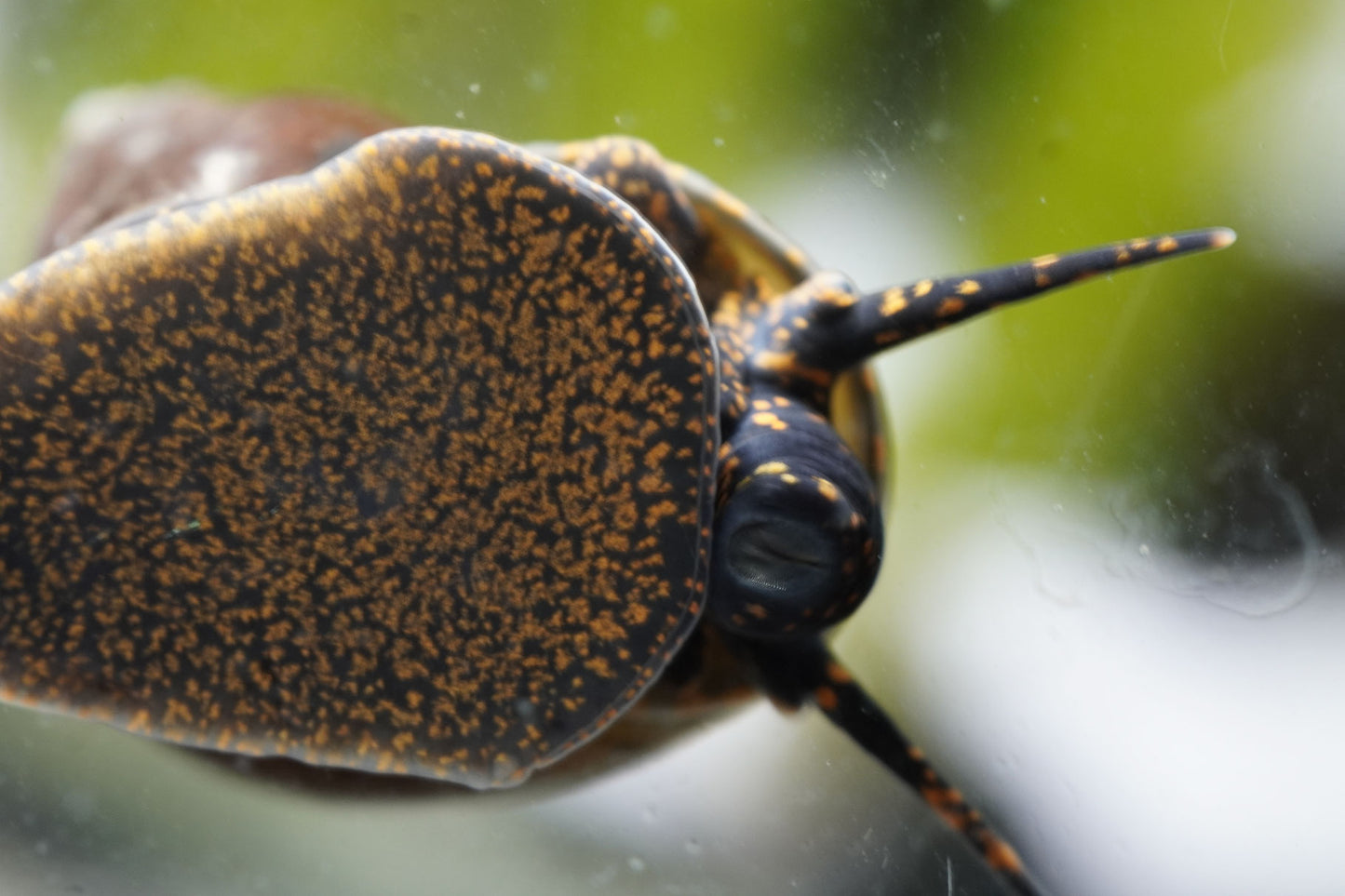 Blue Berry Snail (Notopala sp.)