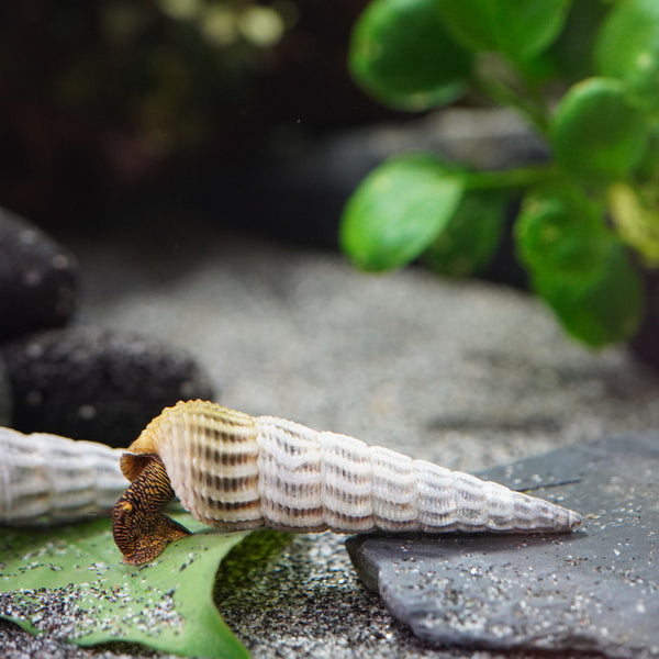 Aquariumschnecke Tylomelania Himalaya Turmdeckelschnecke mit weißen Gehäuse und gelben Körper im aquarium beim fressen