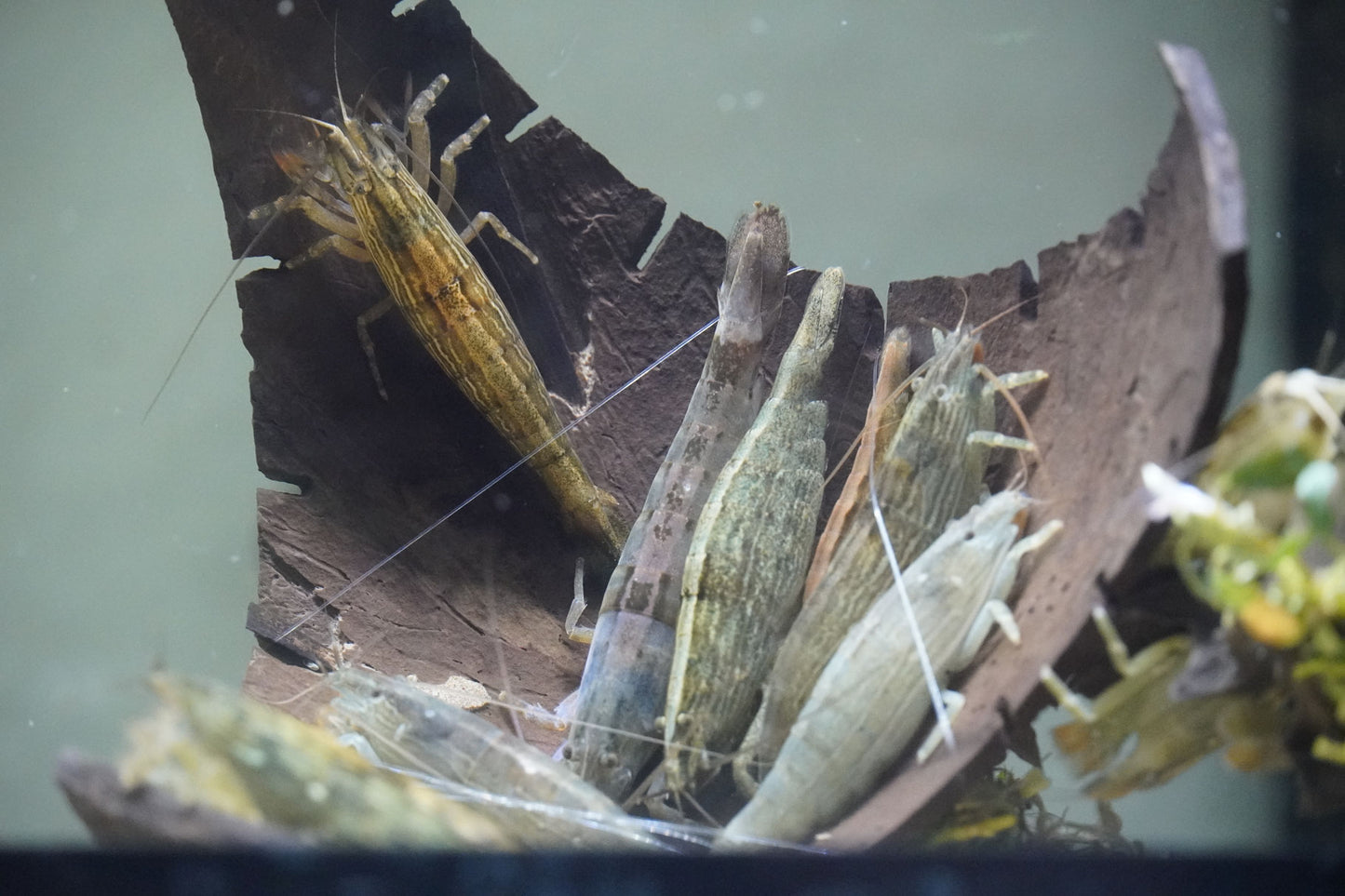 Fächergarnele (atyopsis moluccensis) im aquarium auf einer Wurzel 