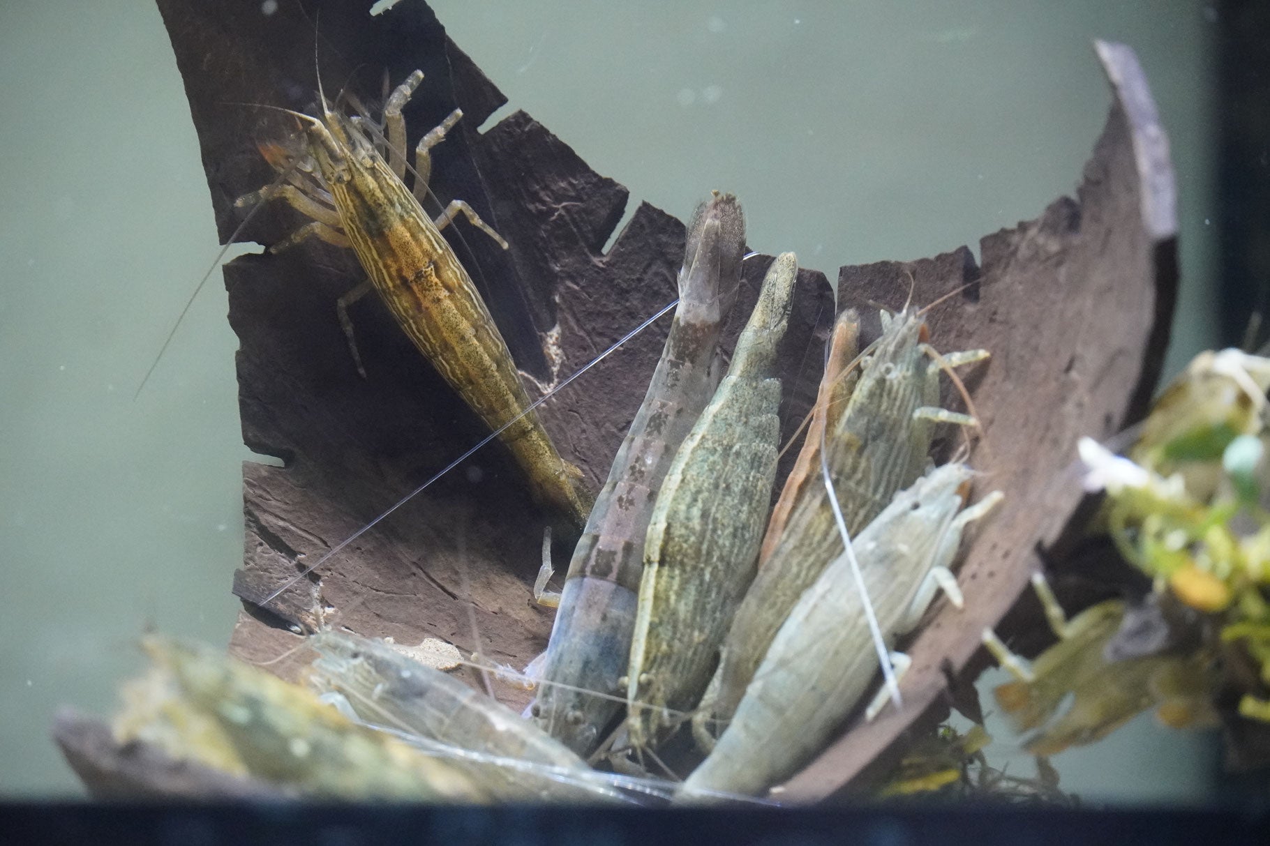 Fächergarnele (atyopsis moluccensis) im aquarium auf einer Wurzel 