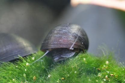 Nahaufnahme einer Stahlhelmschnecke im Aquarium auf einer Wasserpflanze